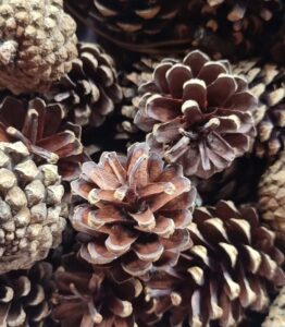 mixed-natural-pine-cones-for-arts-and-crafts-1-1-262x300 Ten Tips to Add Traditional Danish Christmas Hygge to Your Home