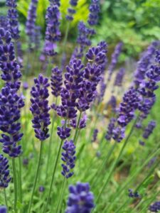 Let's talk about how to harvest and dry lavender for crafts! Hygge Style