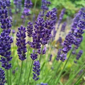 how-to-harvest-english-lavender-300x300 Shop our products