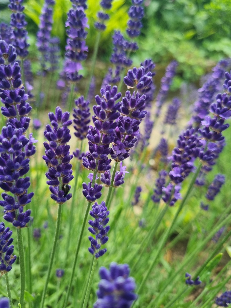 how-to-harvest-english-lavender Home New