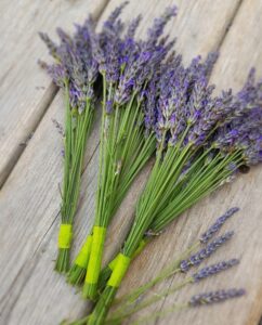 how-to-make-a-large-lavender-heart-wreath-2-242x300 How to make a lavender heart door wreath