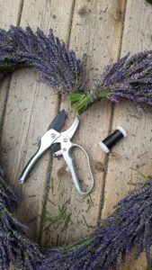 how-to-make-a-large-lavender-heart-wreath-6-169x300 How to make a lavender heart door wreath