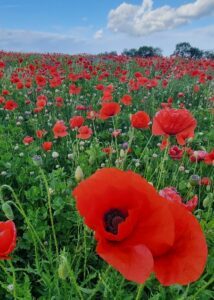 sussex-poppy-field-214x300 Let's talk about Midsummer traditions in Scandinavia!