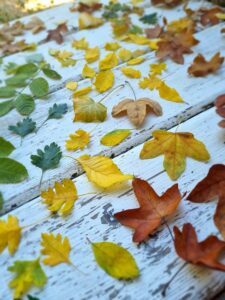 how-to-preserve-autumn-leaves-for-crafts-using-glycerine-1-225x300 How to preserve autumn leaves for crafts using glycerine