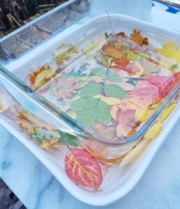 how-to-preserve-autumn-leaves-for-crafts-using-glycerine-4-258x300 How to preserve autumn leaves for crafts using glycerine