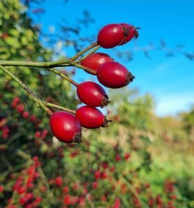 sussex-rosehips-autumn-foraging-280x300 How to make your own slow-cooker rosehip facial oil